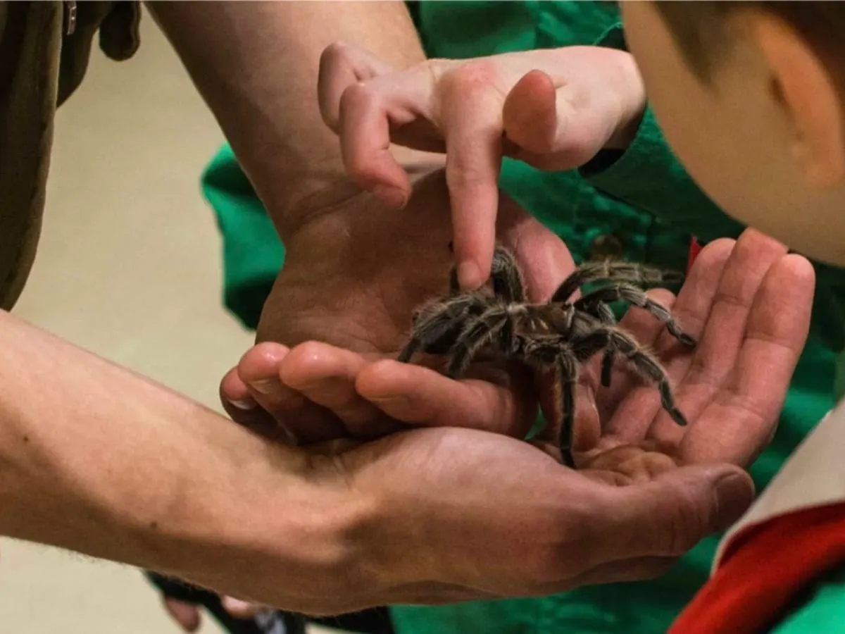 Un enfant touche une araignée sous la supervision d'un adulte.