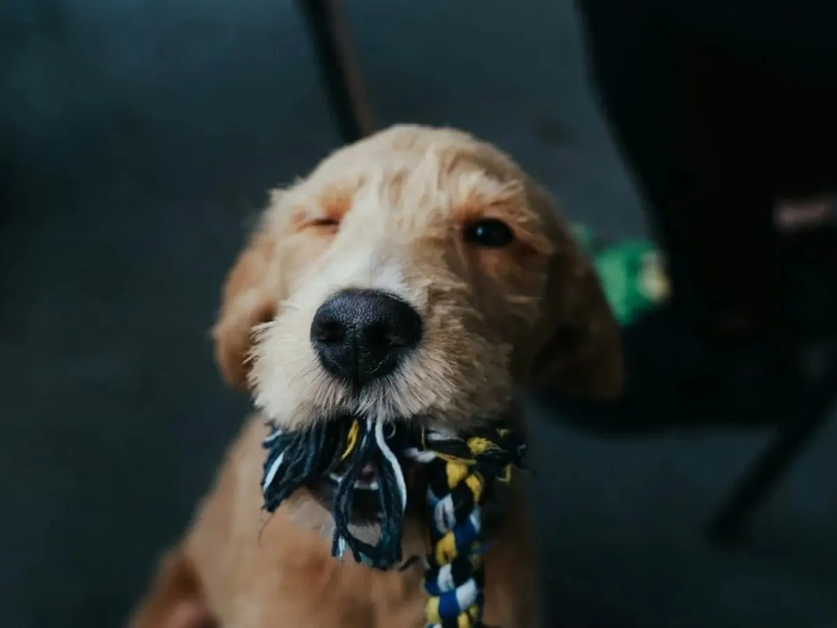 Photo d'un chien qui tient un jouet dans la gueule