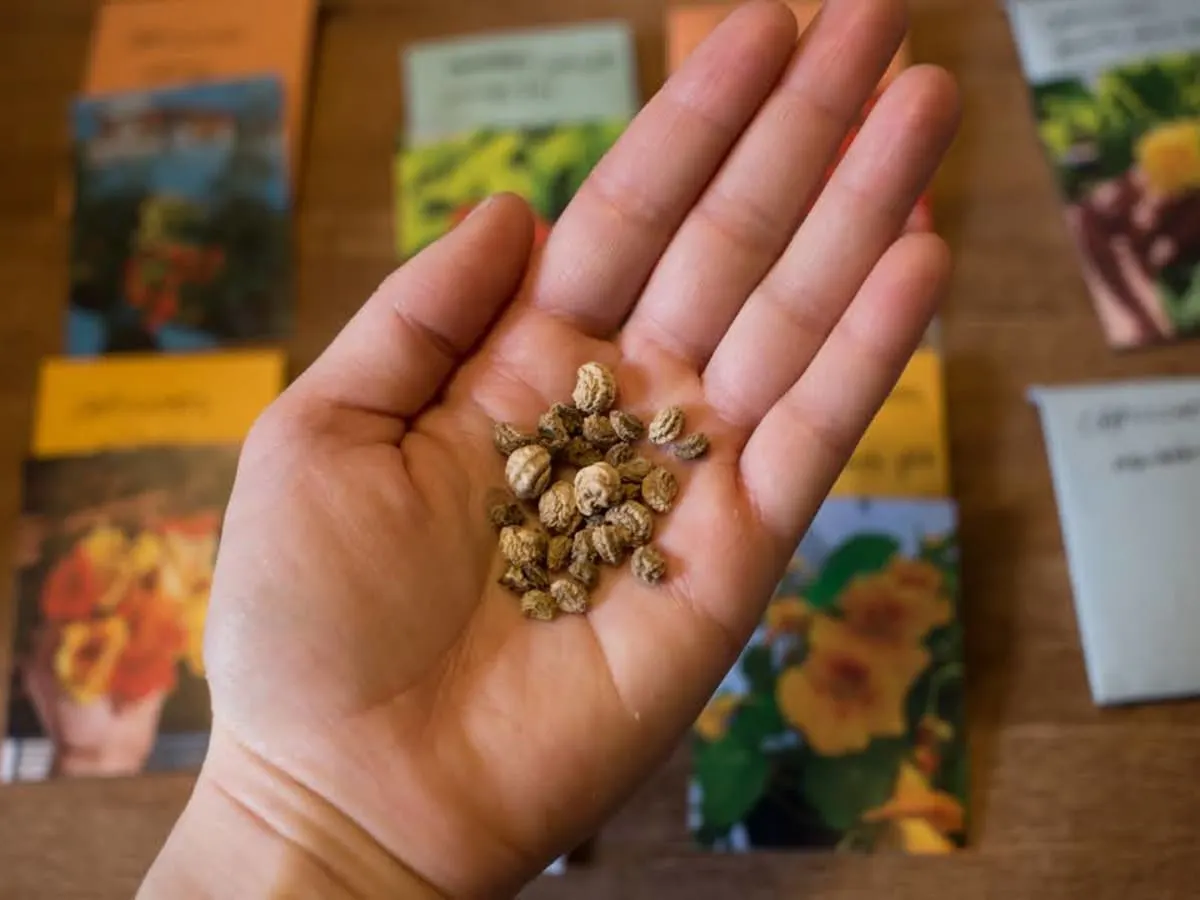 Une photo d'une main tenant des semences avec des sachets de semences en arrière-plan