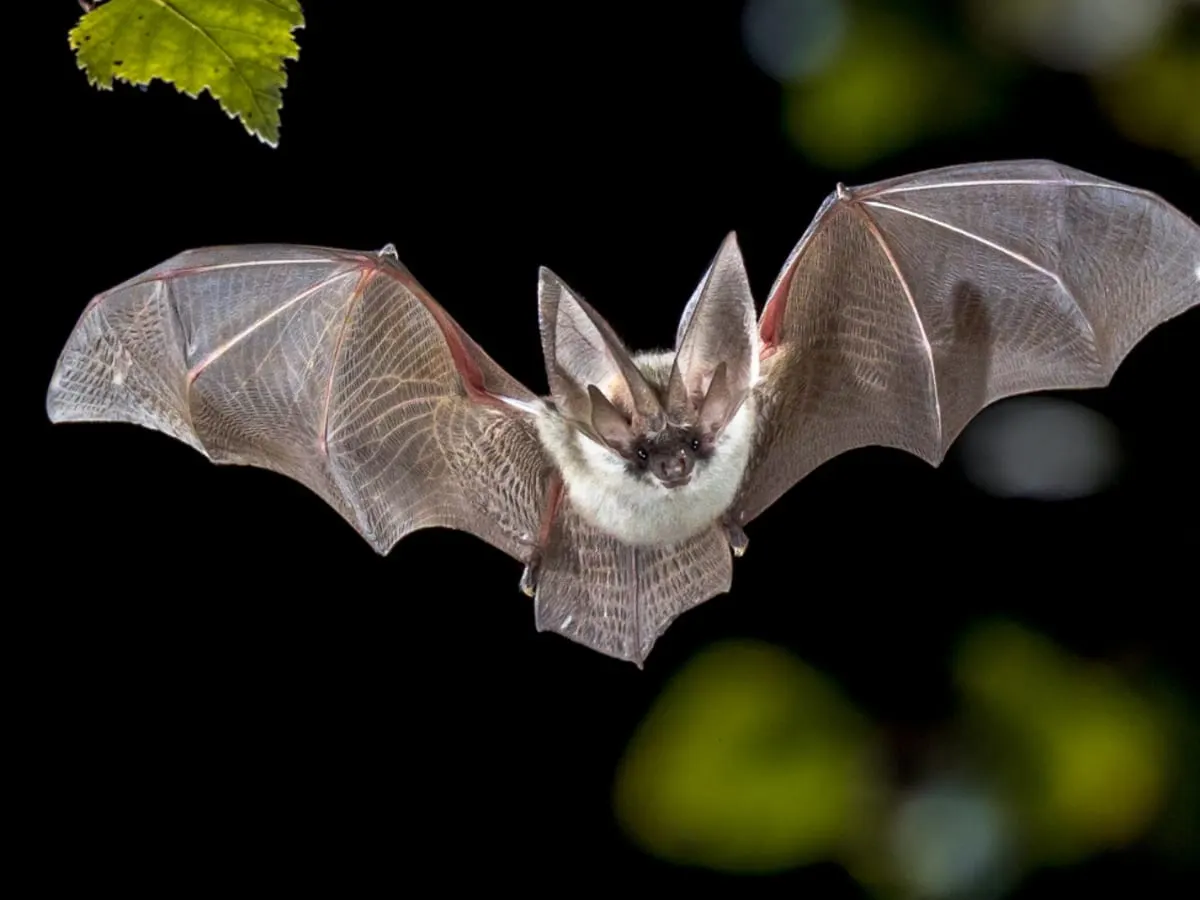 Chauve-souris en train de voler la nuit