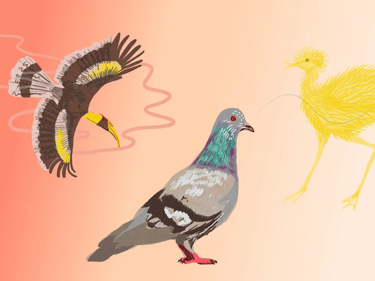 trois dessin d'oiseaux